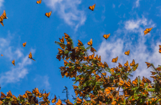 Monarch butterflies