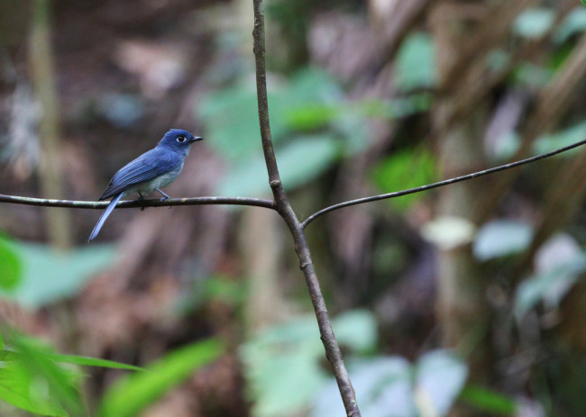 Cerulean paradise flycatcher - Shutterstock