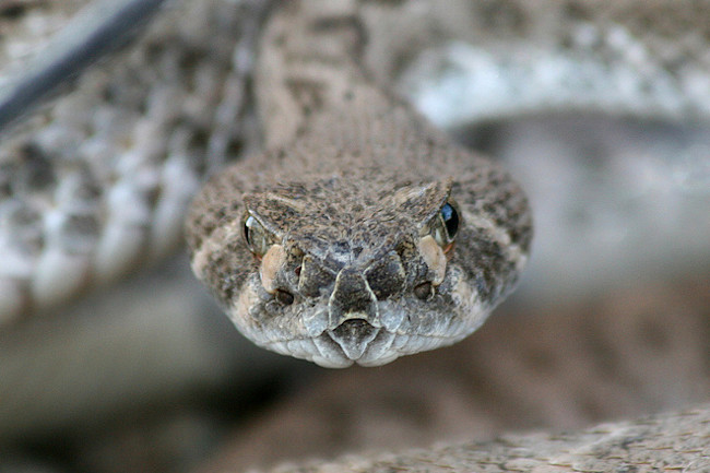 Want To Avoid Dying From A Rattlesnake Bite Wear Jeans Discover Magazine