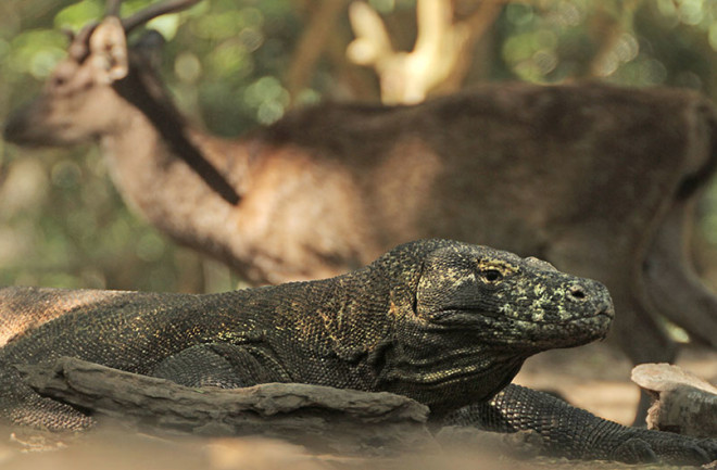 Komodo Dragon and Deer