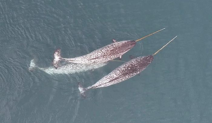 Watch This Rare Drone Footage of Narwhals Using Their Tusks to Play and Explore