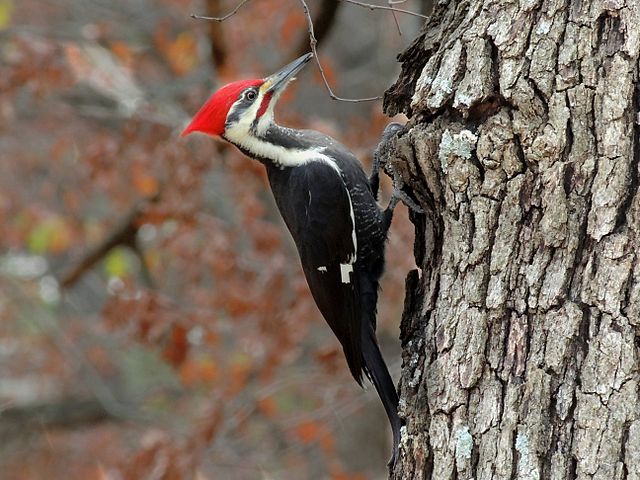 The (Citizen) Science of Bird Banding | Discover Magazine