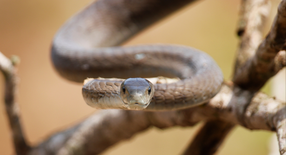 poisonous snakes with names