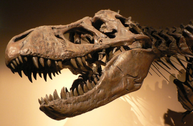 T. rex Tyrannosaurus - Wikimedia Commons