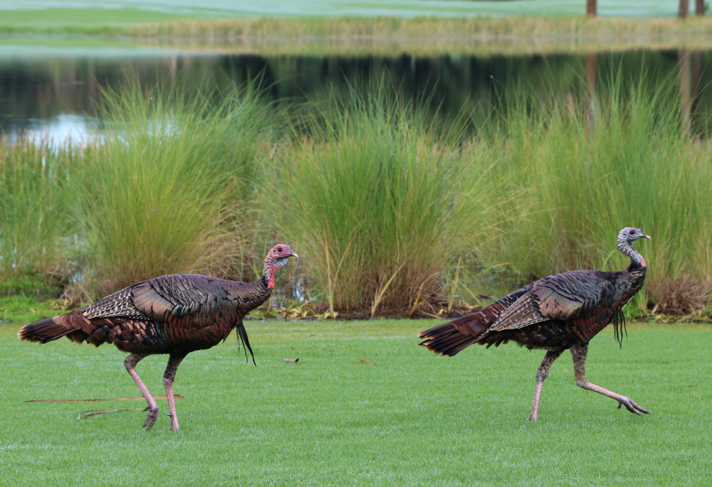 Inside the Speed-Walking, Head-Bobbing Physics of the Humble Turkey