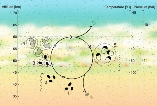 How Floating Microbes Could Live In The Acid Clouds Of Venuson August ...