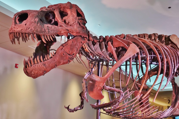 Why These 4 Massive Dinosaurs Also Had the Tiniest Arms