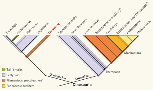Feathered-dinos.jpg