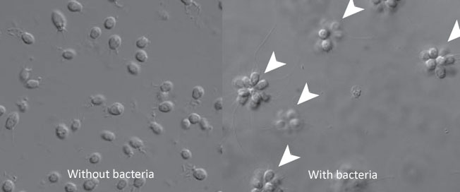 Choanoflagellate-rosettes.jpg