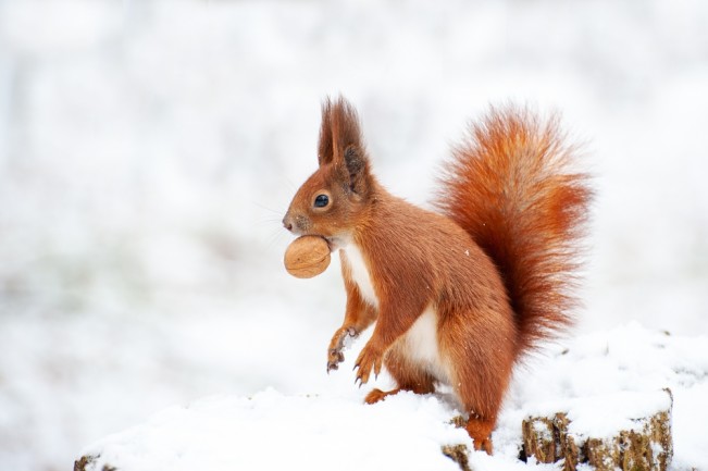Red squirrel in the winter forest close-up.
