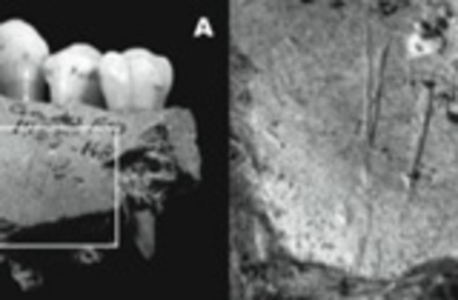 neanderthal-jawbone.jpg