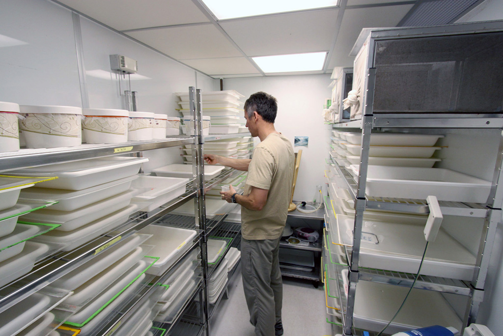 Mosquito Room - Seattle BioMed