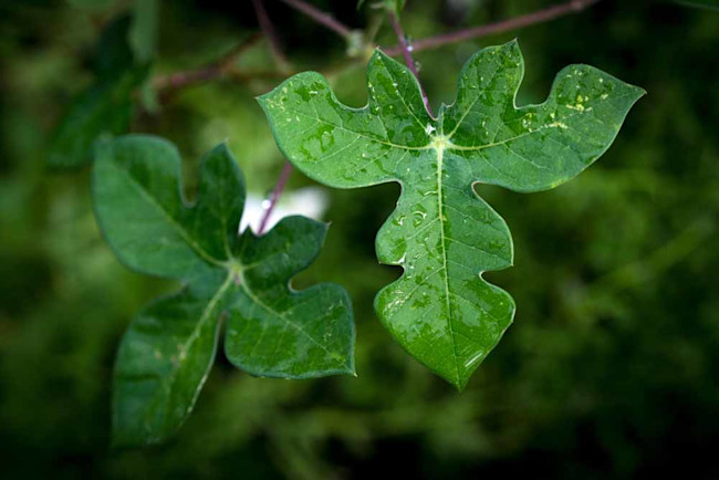 The shape of the leaves of the endangered Walker’s manioc remind Benito Treviñoof Texas longhorn cattle. (Credit: James Roper)