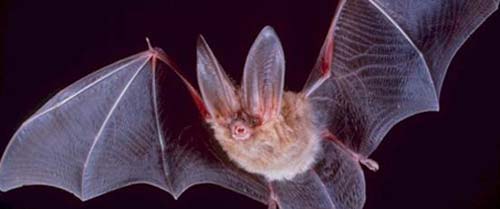 bat.jpg