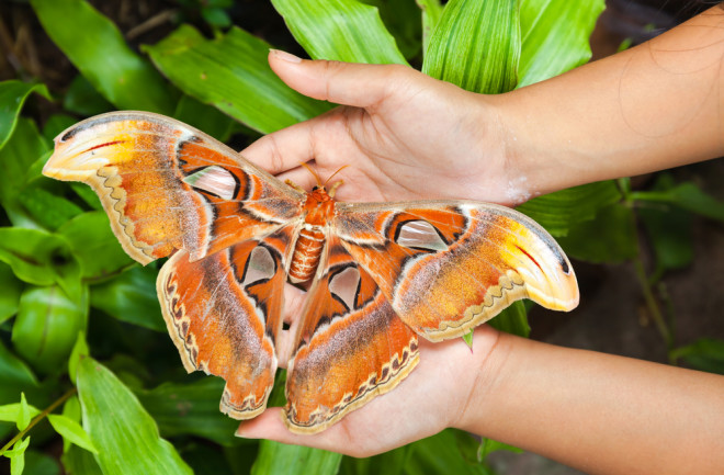 5 Of The World's Largest Insects | Discover Magazine