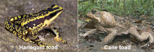 Harlequin_cane_toad.jpg