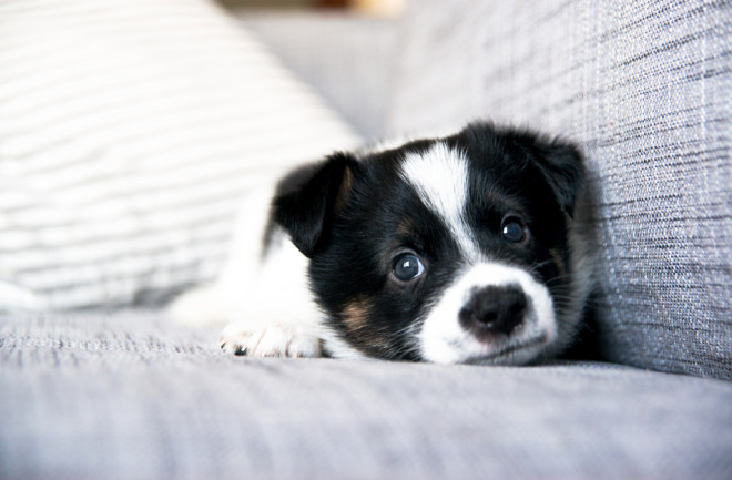puppy couch