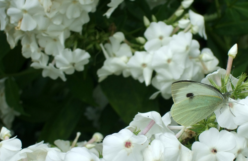 Small_white_butterfly.jpg