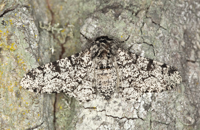 Pictures Of Black And White Moths