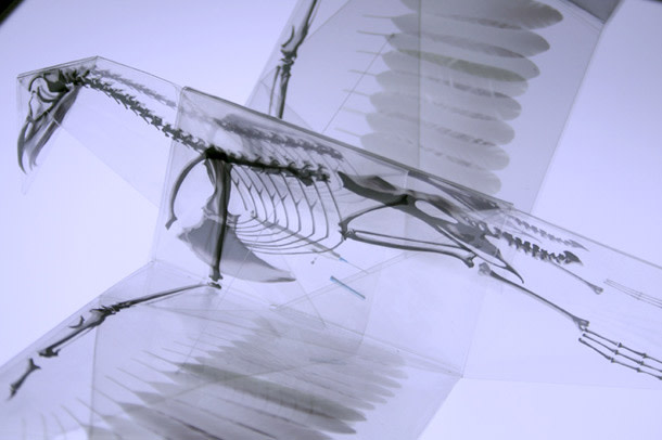 xray_origami.jpg