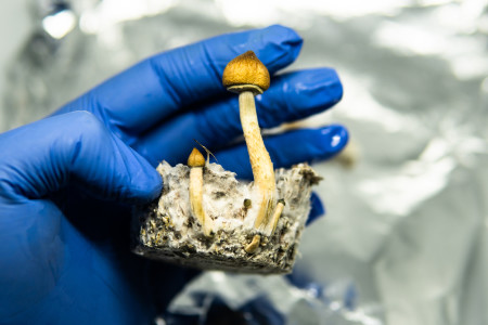 What Psychedelic Mushrooms Are Teaching Us About Human Consciousness