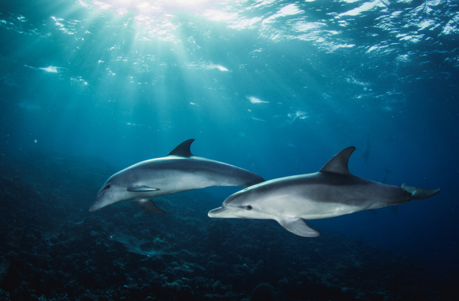 Dolphins in Sea