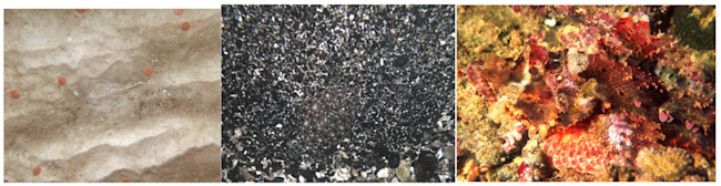 camo-examples.jpg