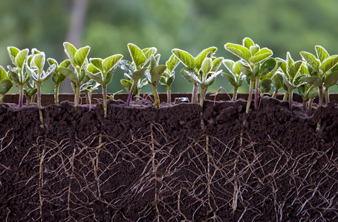 How Researchers Gain Insight into Creating Drought-Resistant Crops | Discover Magazine