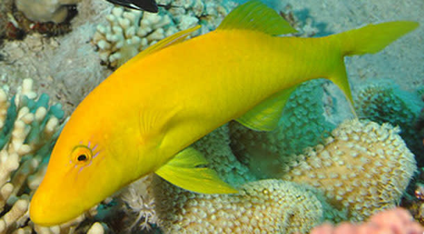 Yellow_saddle_goatfish.jpg