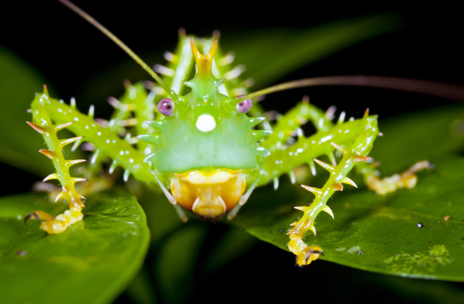 thorny katydid