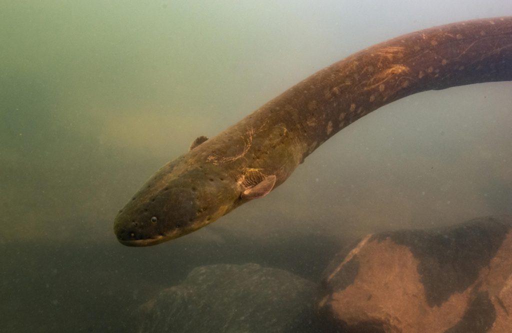 This New Species of Electric Eel Delivers the Strongest Shock Yet