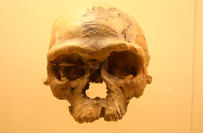 The traditional story of human migration out of Africa to points north and east has been on shaky ground for years. Researchers in a new Science paper are finally calling for a revision. (Archaic Homo sapiens photographed at the Smithsonian Museum of Natural History, Credit Ryan Somma/Wikimedia Commons)