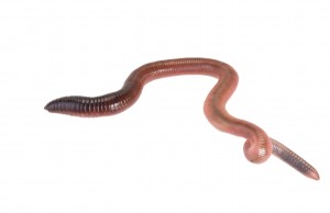 earthworm-300x194.jpg
