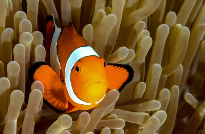 Clownfish - Shutterstock