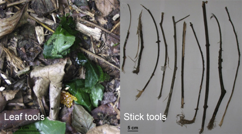 Leaftools_sticktools.jpg