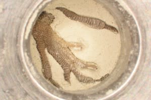 LizardFoot-Before-300x200.jpg