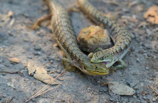 Lizards fighting