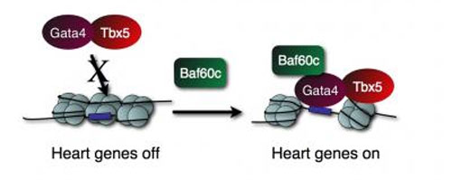 Heartgenes.jpg