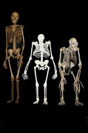 Human, Australopithecus sediba, Chip - University of the Witwatersrand