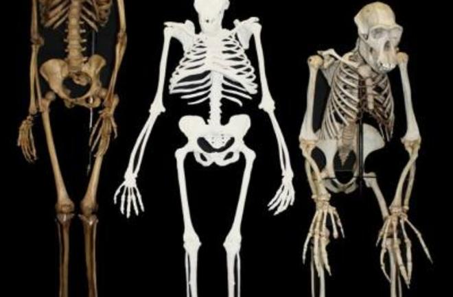 Was Australopithecus sediba Our Ancestor? | Discover Magazine