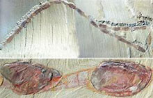 arthropod-cooperation.jpg