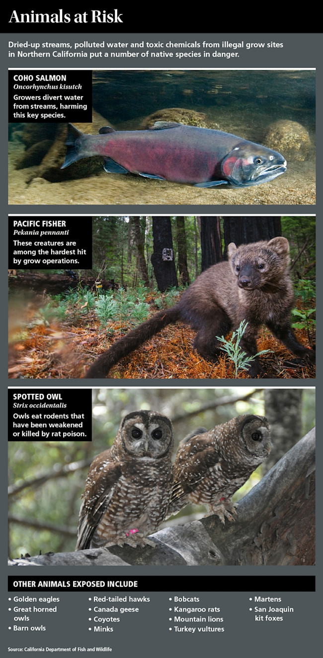 animals-at-risk