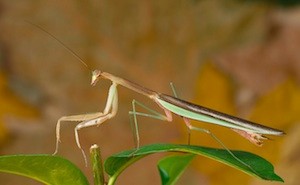 0709Tenodera-sinensis_300.jpg