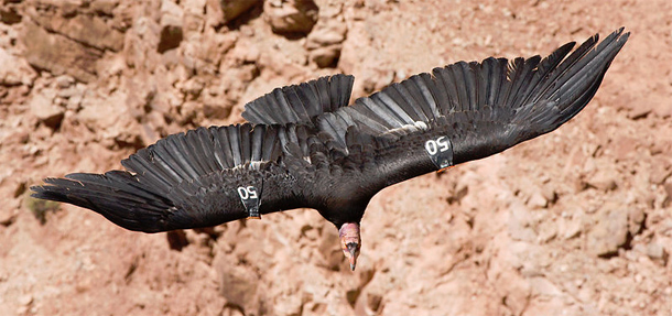 Condor_in_flight.jpg