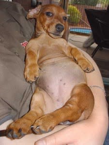 puppy-225x300.jpg