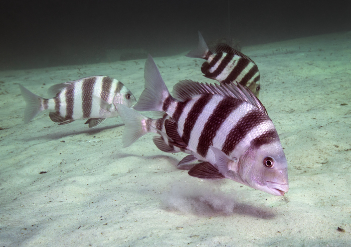 Fisk med mänskliga tänderFisk med mänskliga tänder  