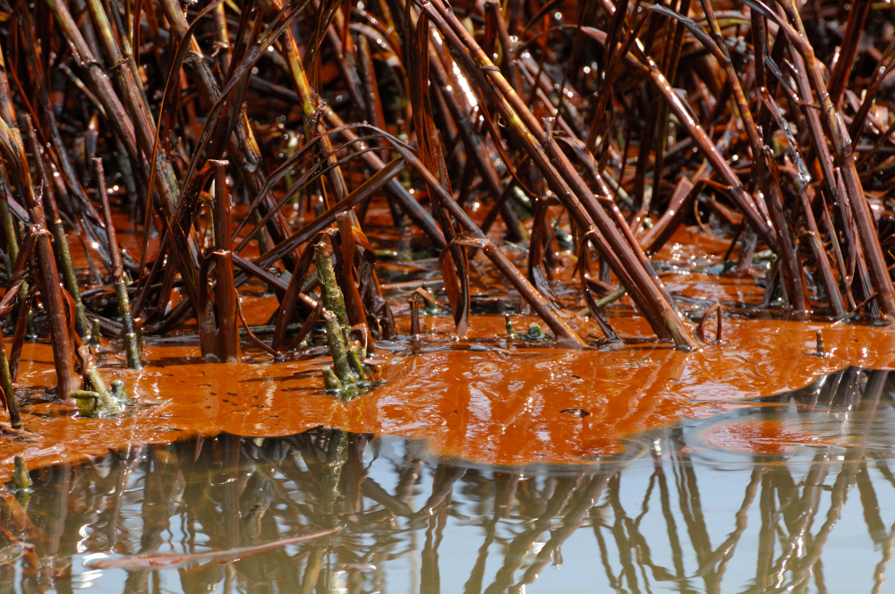 crude_oil_marsh_grassshutterstock_779830342.jpg
