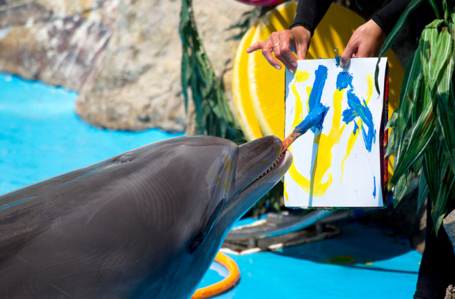 dolphin painting - shutterstock
