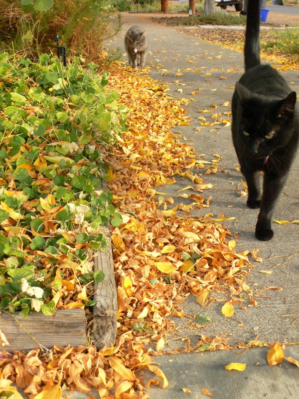 autumn.jpg