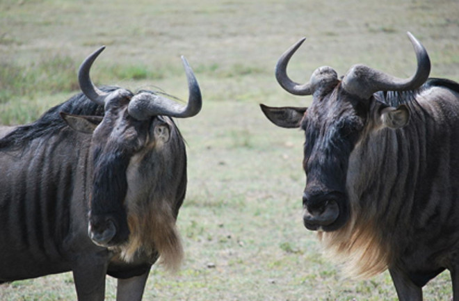 Wildebeests.jpg